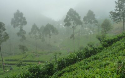 Expo Les routes du thé